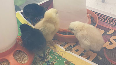 baby-chicks-4-2023